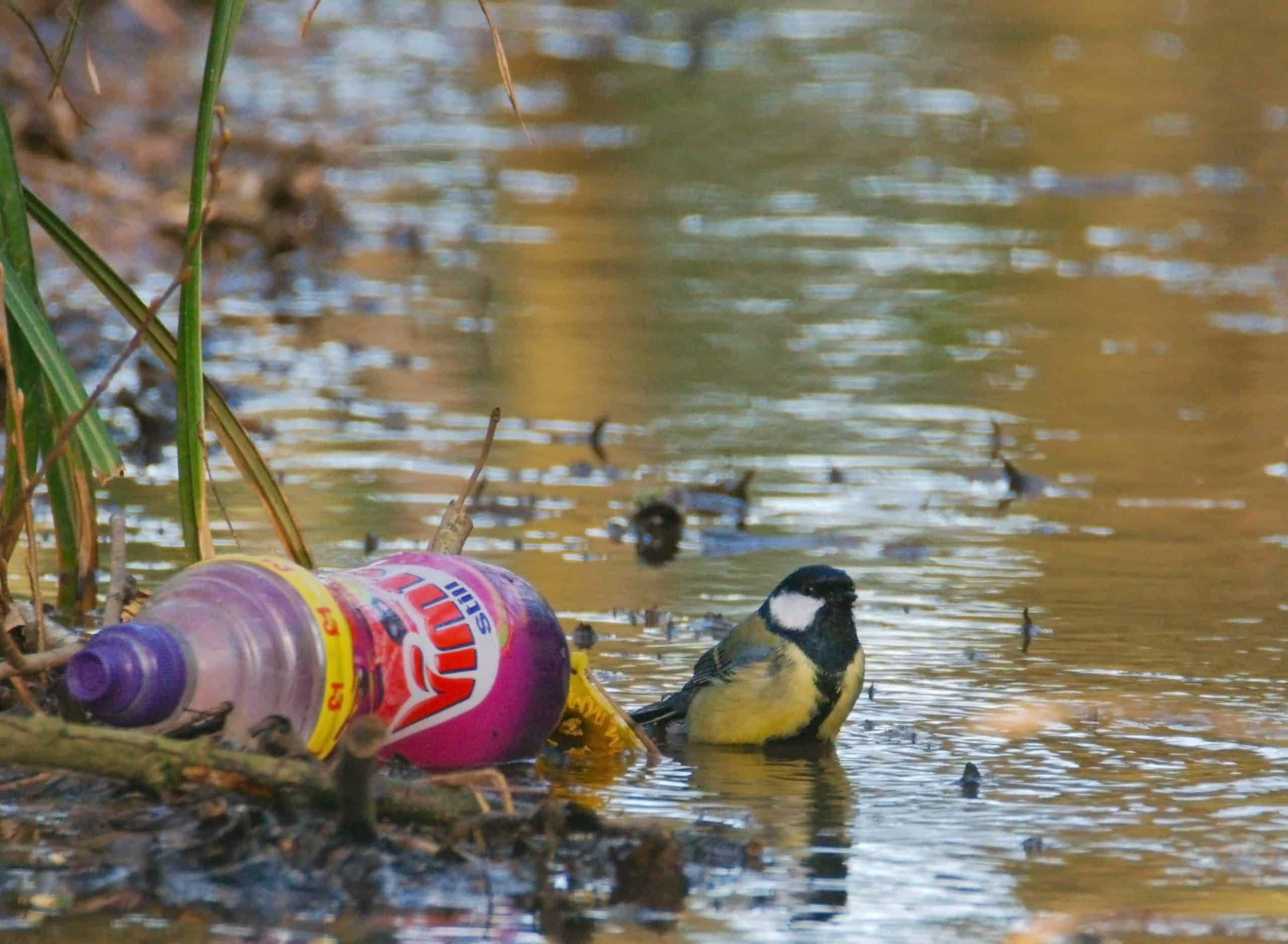 Hideous litter stats tell a depressing story